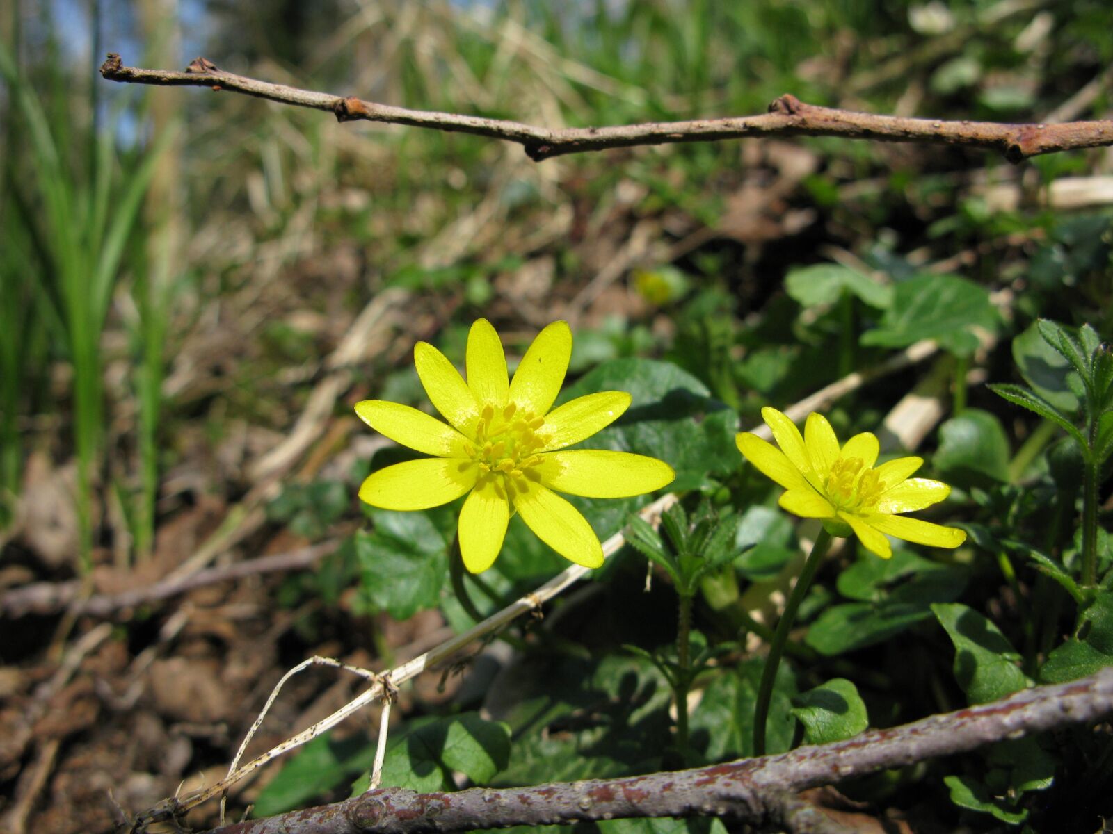 Canon POWERSHOT G9 sample photo. Ficaria, lesser celandine, yellow photography