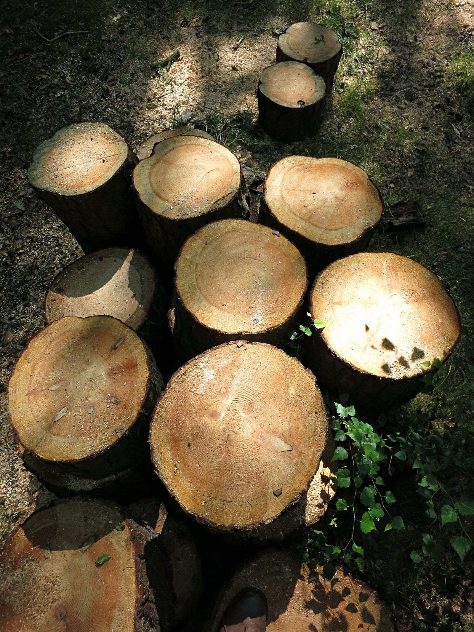 Canon PowerShot S110 sample photo. Logs, tree, cut photography