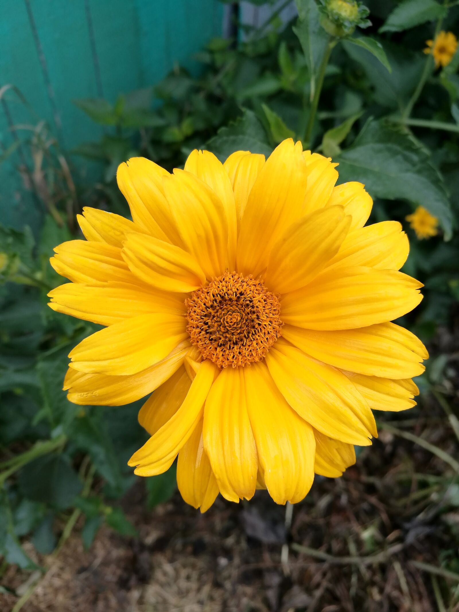 HUAWEI P9 sample photo. Flowers, yellow flowers, macro photography