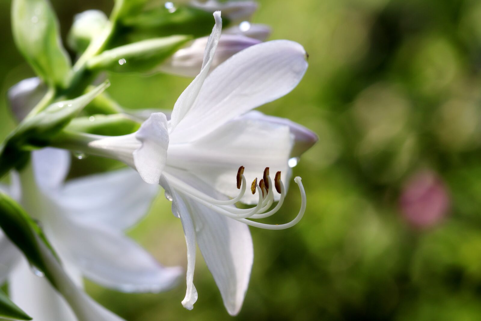 Canon EOS 7D Mark II sample photo. Vivian chu, plants, nature photography