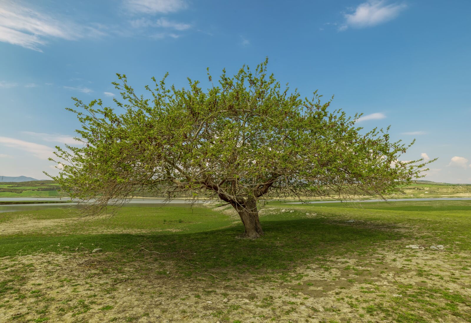 Tamron SP 24-70mm F2.8 Di VC USD sample photo. Tree, nature, landscape photography