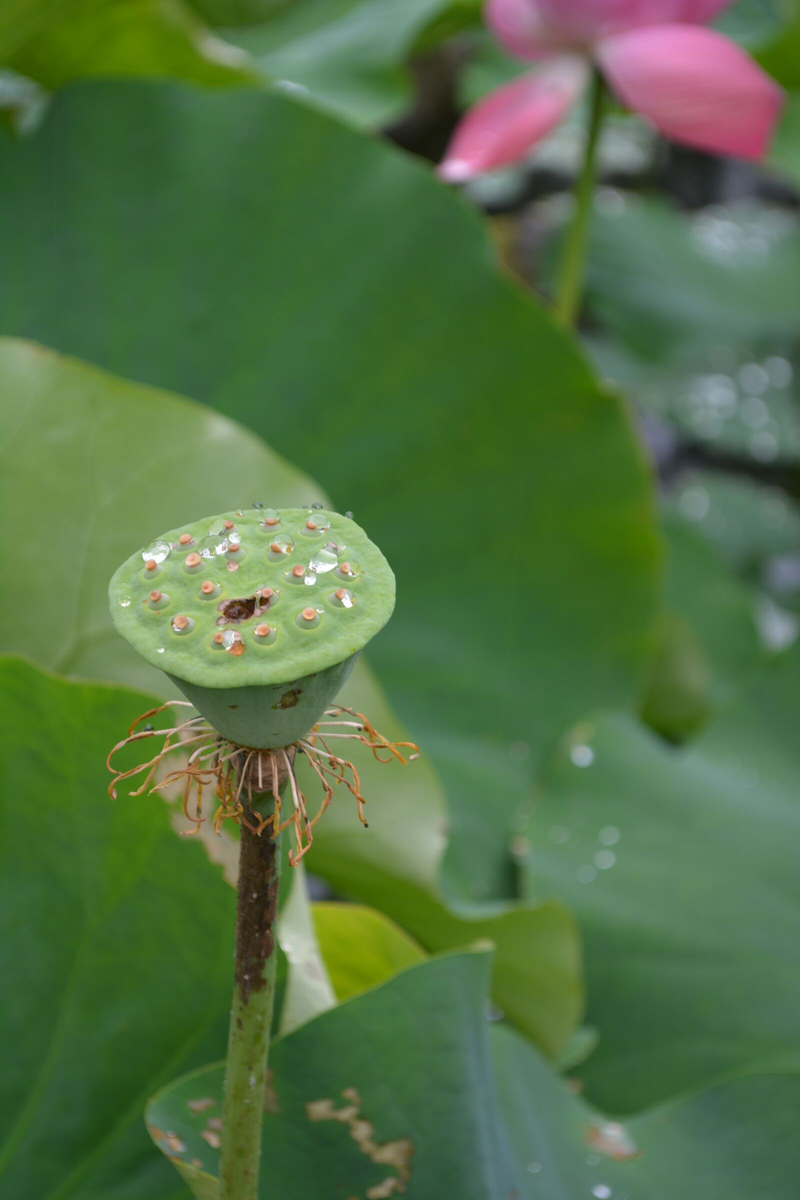 Nikon D5200 sample photo. Flower, plant, lotus photography