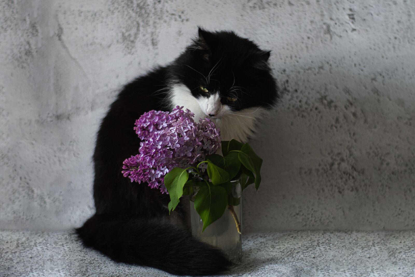 Sony a6400 sample photo. Cat, flowers, lilac photography