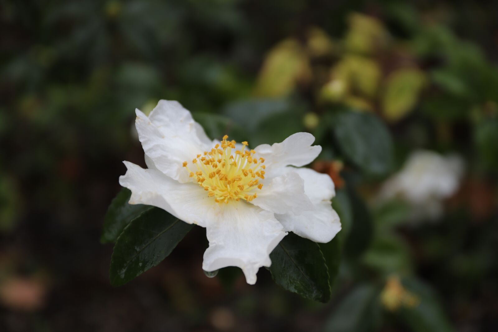 Canon EF 24-70mm F4L IS USM sample photo. Camelia, sasanqua, white photography