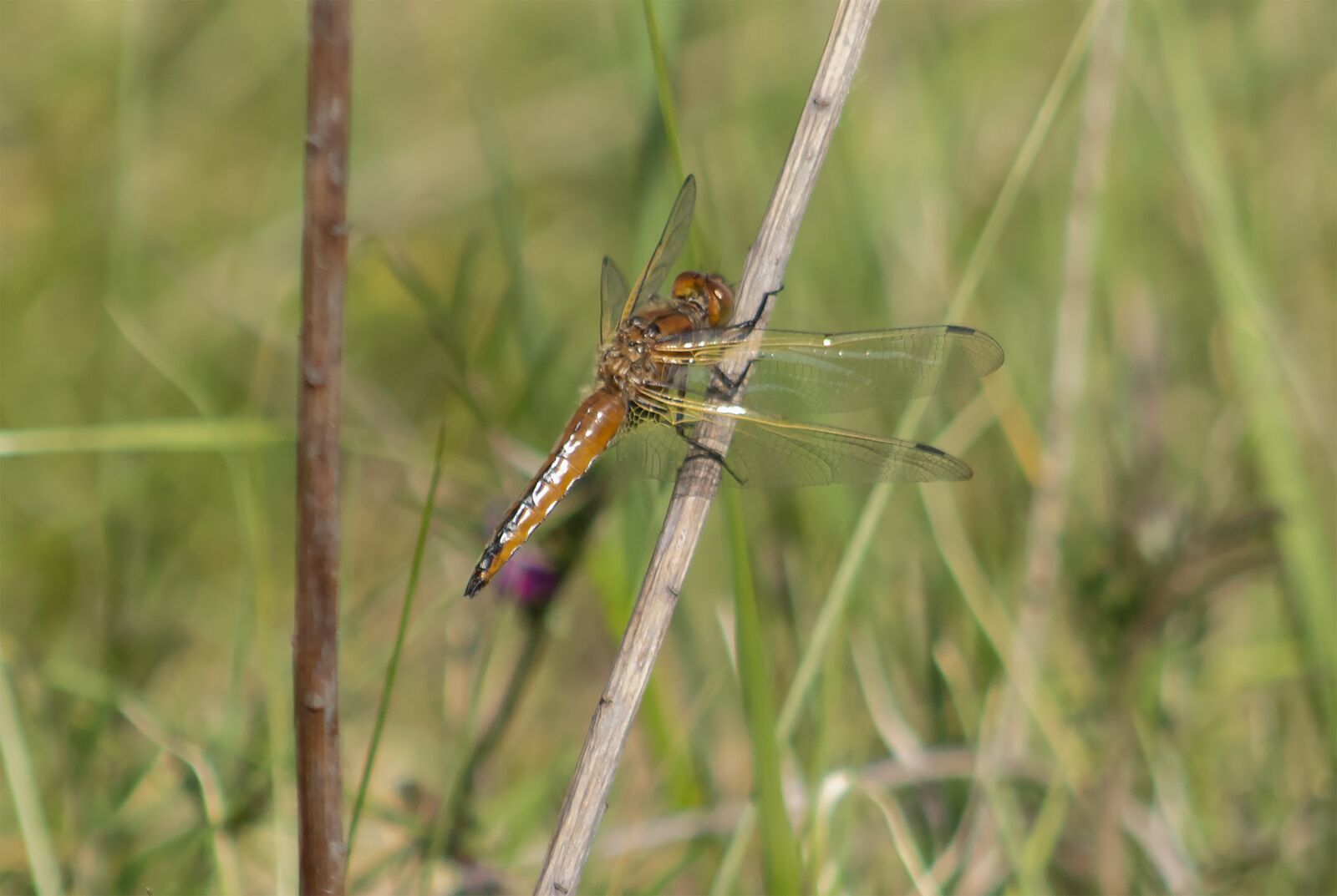 Canon EF75-300mm f/4-5.6 sample photo. Dragonfly, insect, macro photography