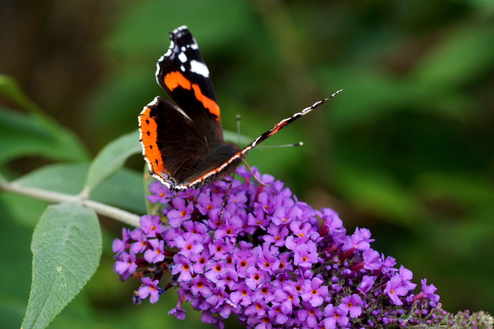 Sony Alpha DSLR-A550 sample photo. Admiral, butterfly, buddleja photography