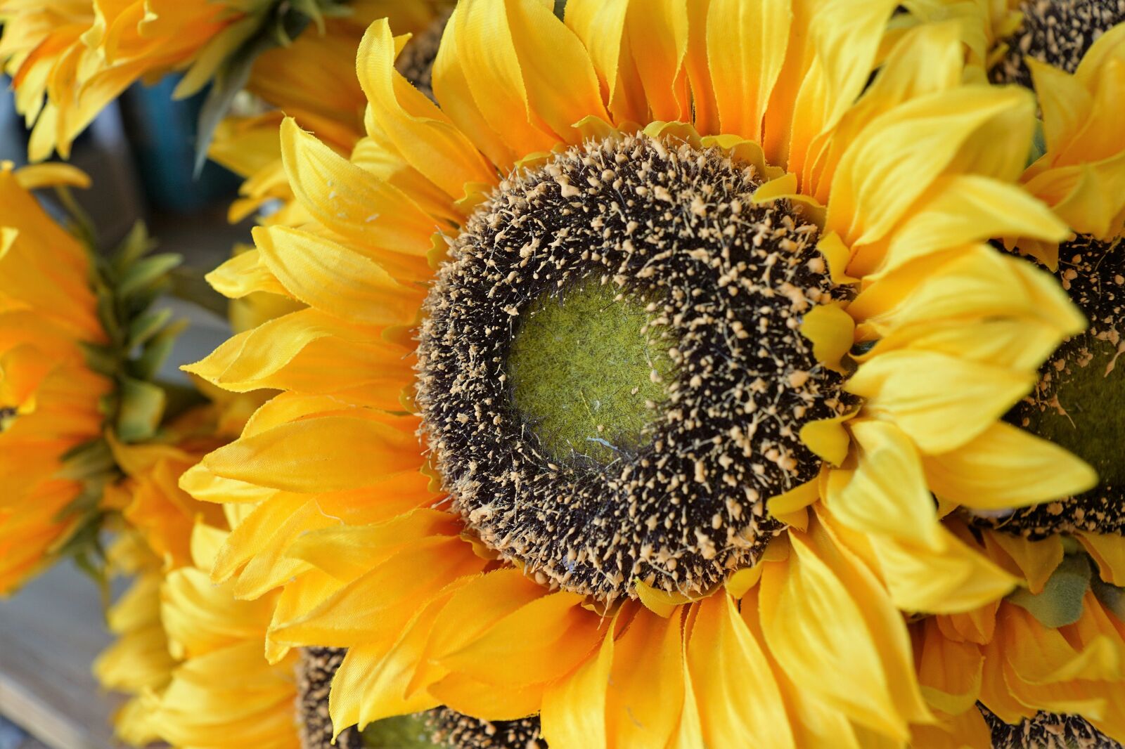 Sony ILCA-77M2 + Sony DT 16-50mm F2.8 SSM sample photo. Flower, sunflower, plant photography