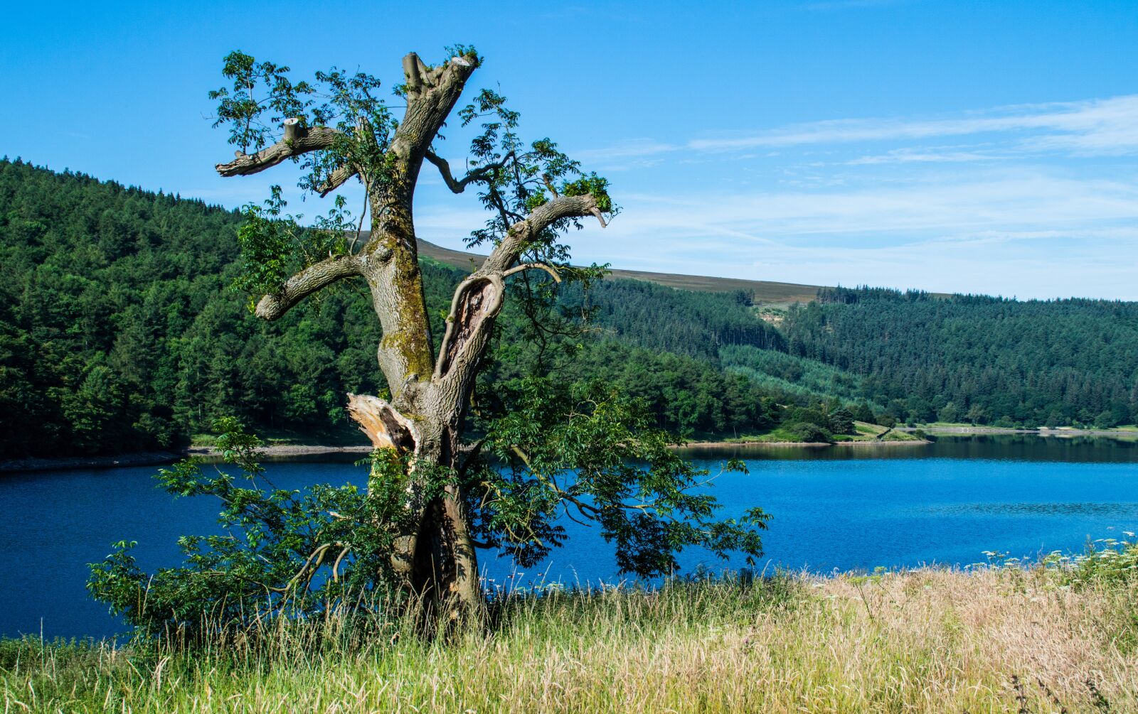 Nikon D3200 sample photo. Reservoir, tree, derbyshire photography