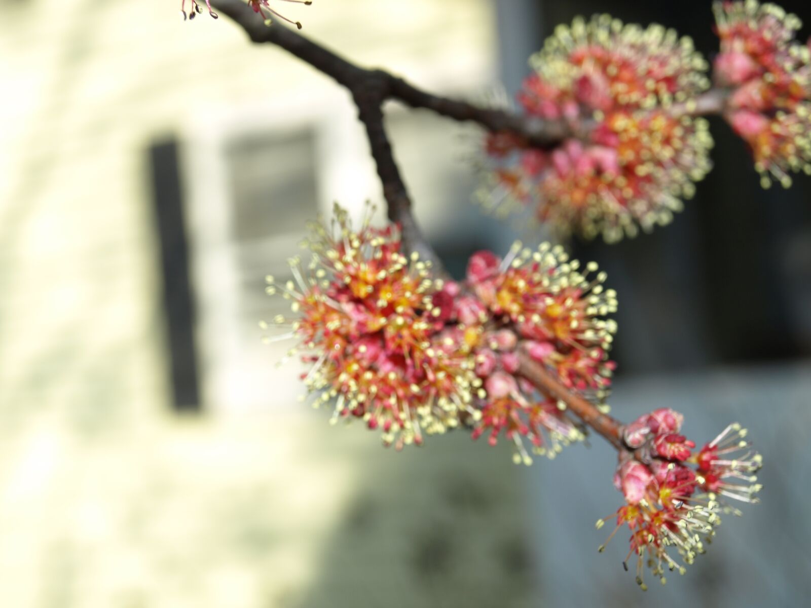 Olympus E-510 (EVOLT E-510) sample photo. Maple flower, blossom, seedling photography