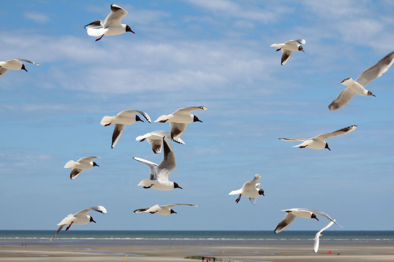 Canon EOS 600D (Rebel EOS T3i / EOS Kiss X5) sample photo. Birds, group, flight photography