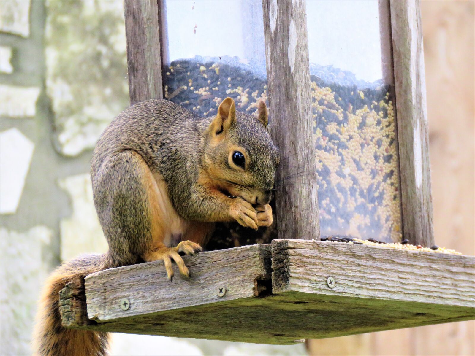 Canon PowerShot SX60 HS sample photo. Squirrel, wildlife, brown photography