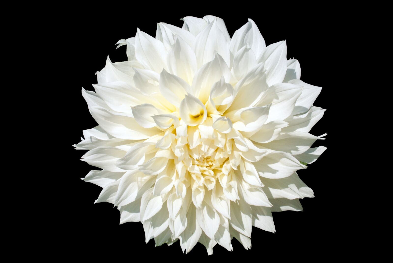 Nikon D3000 sample photo. Dahlia, the white background photography