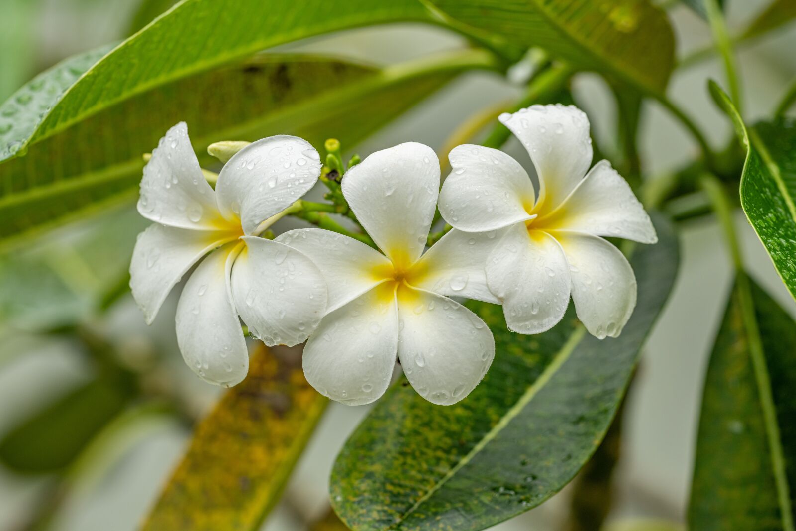 Nikon D850 sample photo. Flowers, whites, flower photography