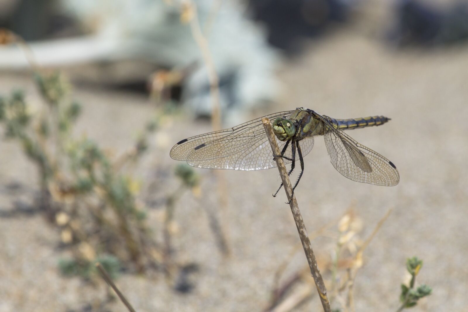 Canon EOS 7D sample photo. Dragonfly, insect, wing photography