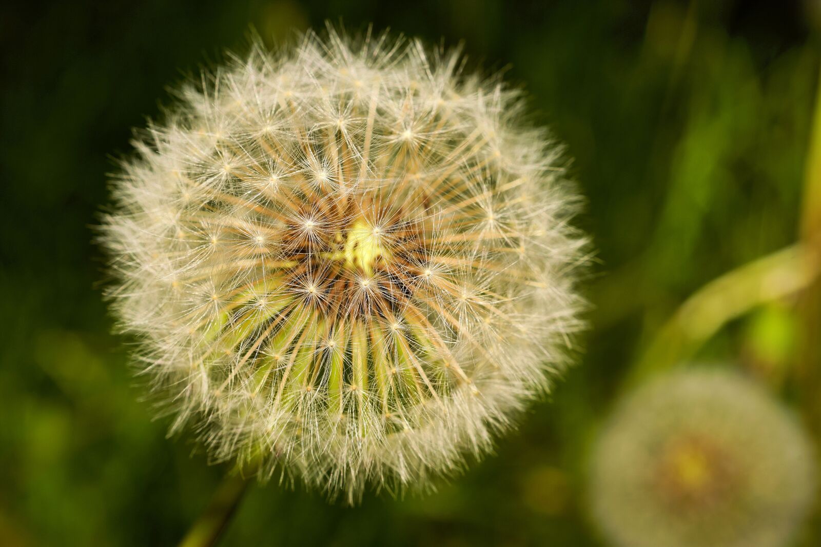 Sony a99 II sample photo. Dandelion, pointed flower, nature photography