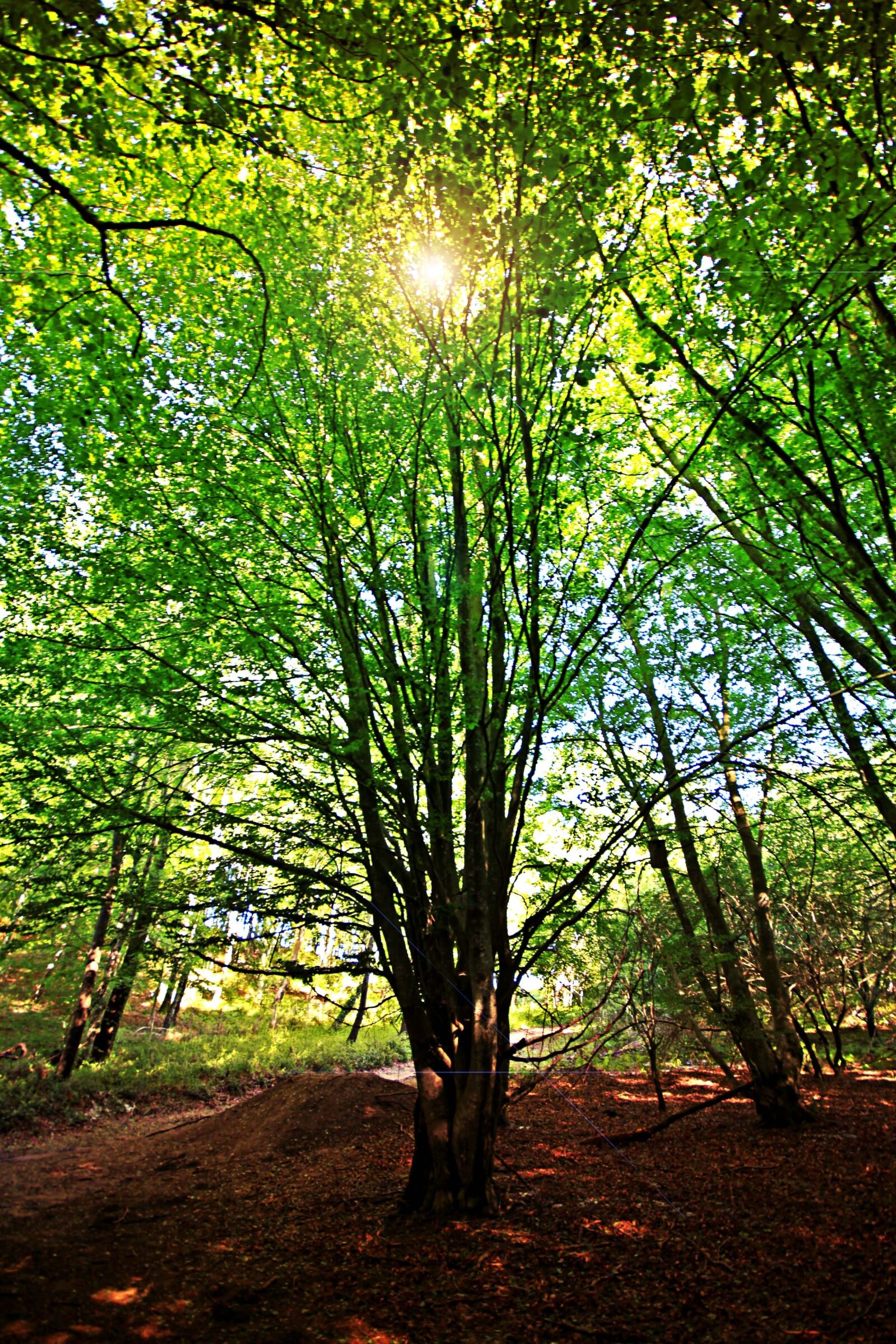 Canon EOS 500D (EOS Rebel T1i / EOS Kiss X3) sample photo. Beech, backlight, nature photography