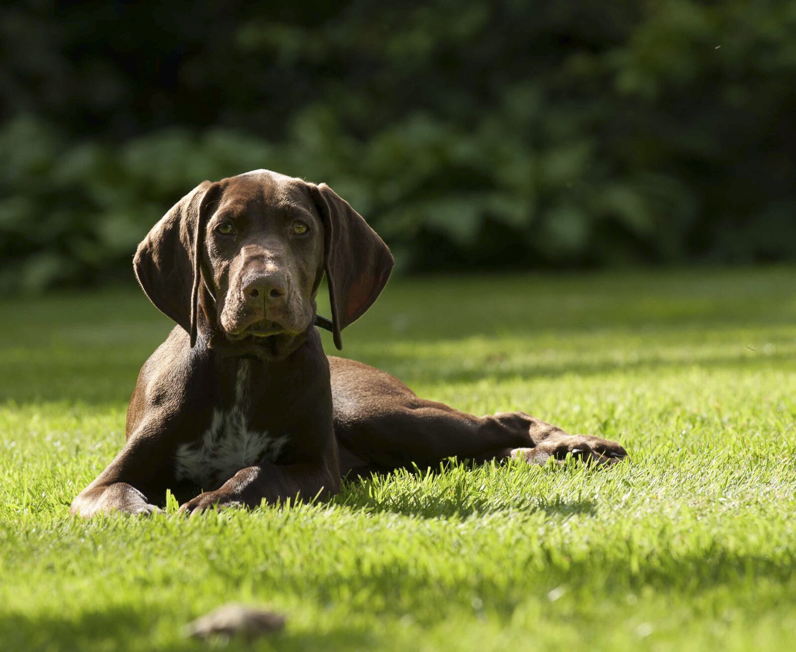 Nikon D200 sample photo. Puppy, german pointer, pet photography