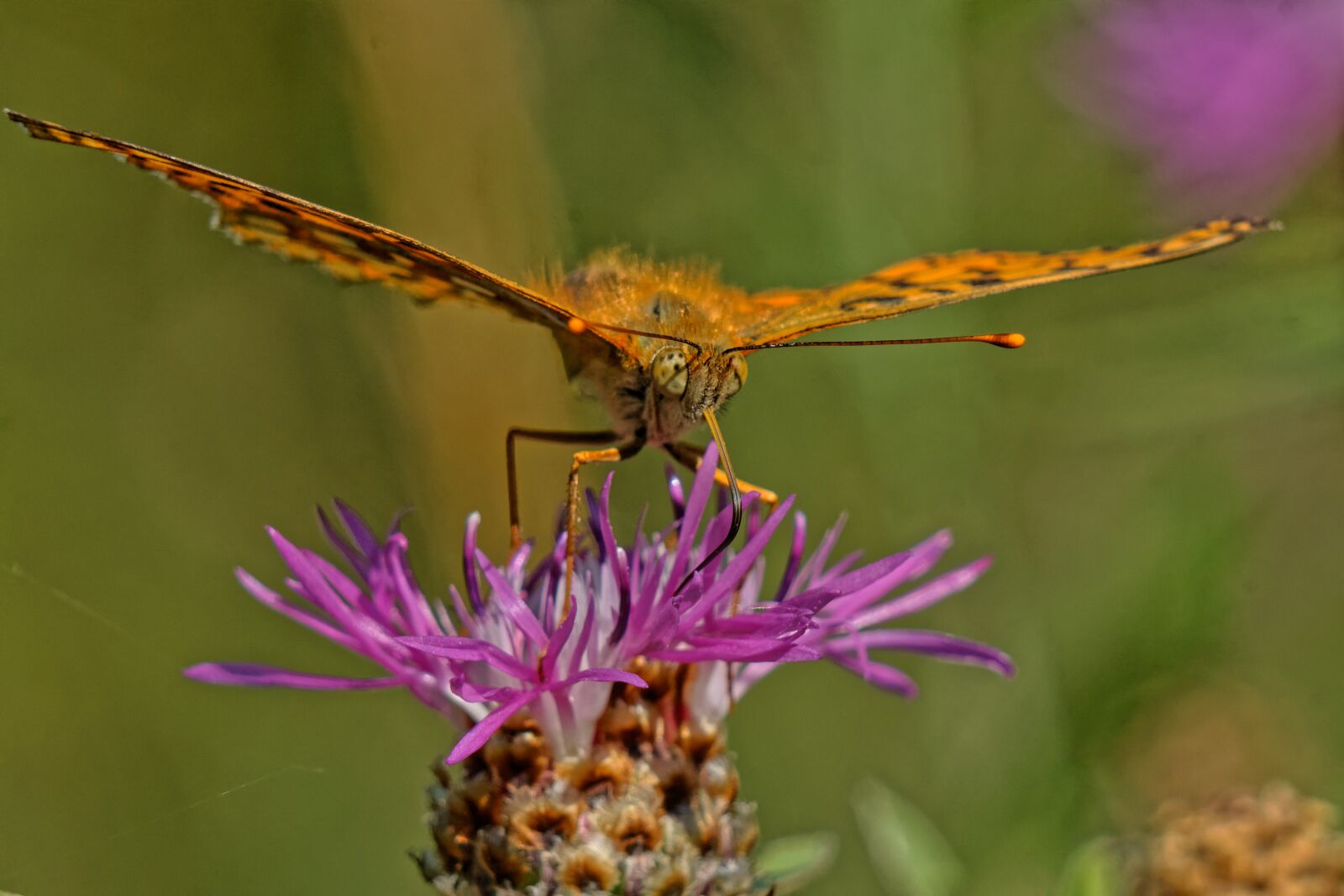 Canon EOS 500D (EOS Rebel T1i / EOS Kiss X3) sample photo. Butterfly, macro, nature photography