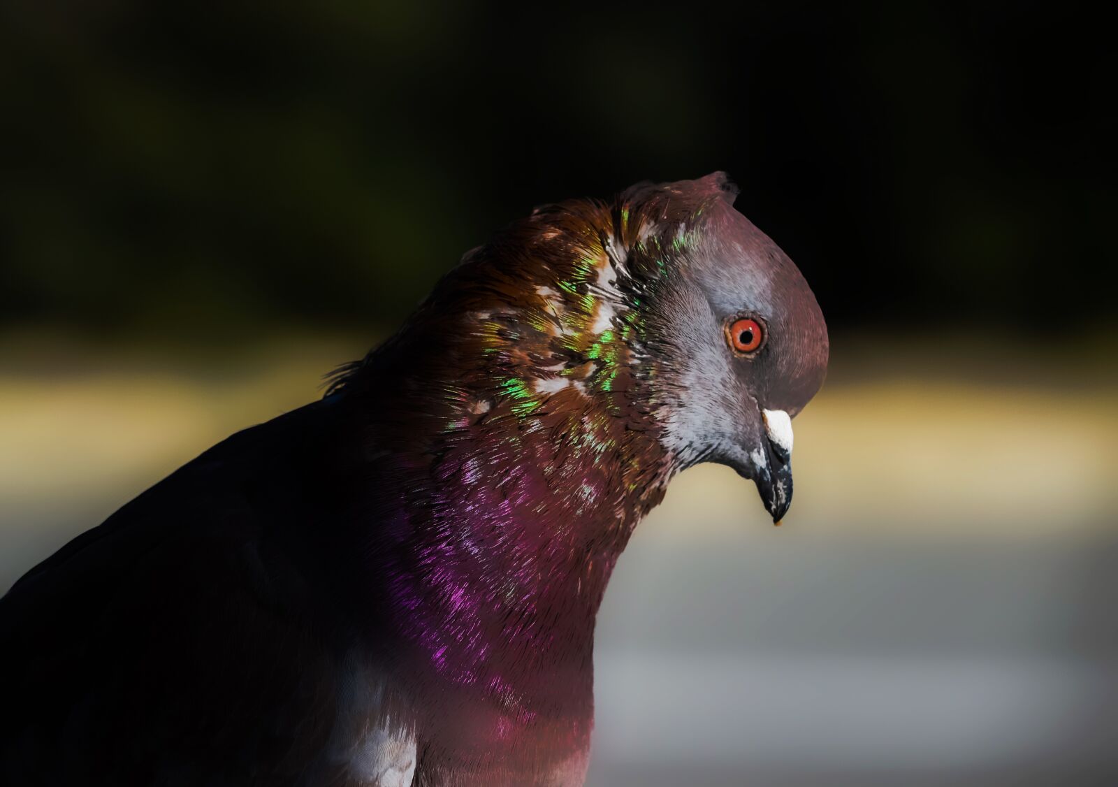 Nikon D3300 sample photo. Pigeon, bird, nature photography
