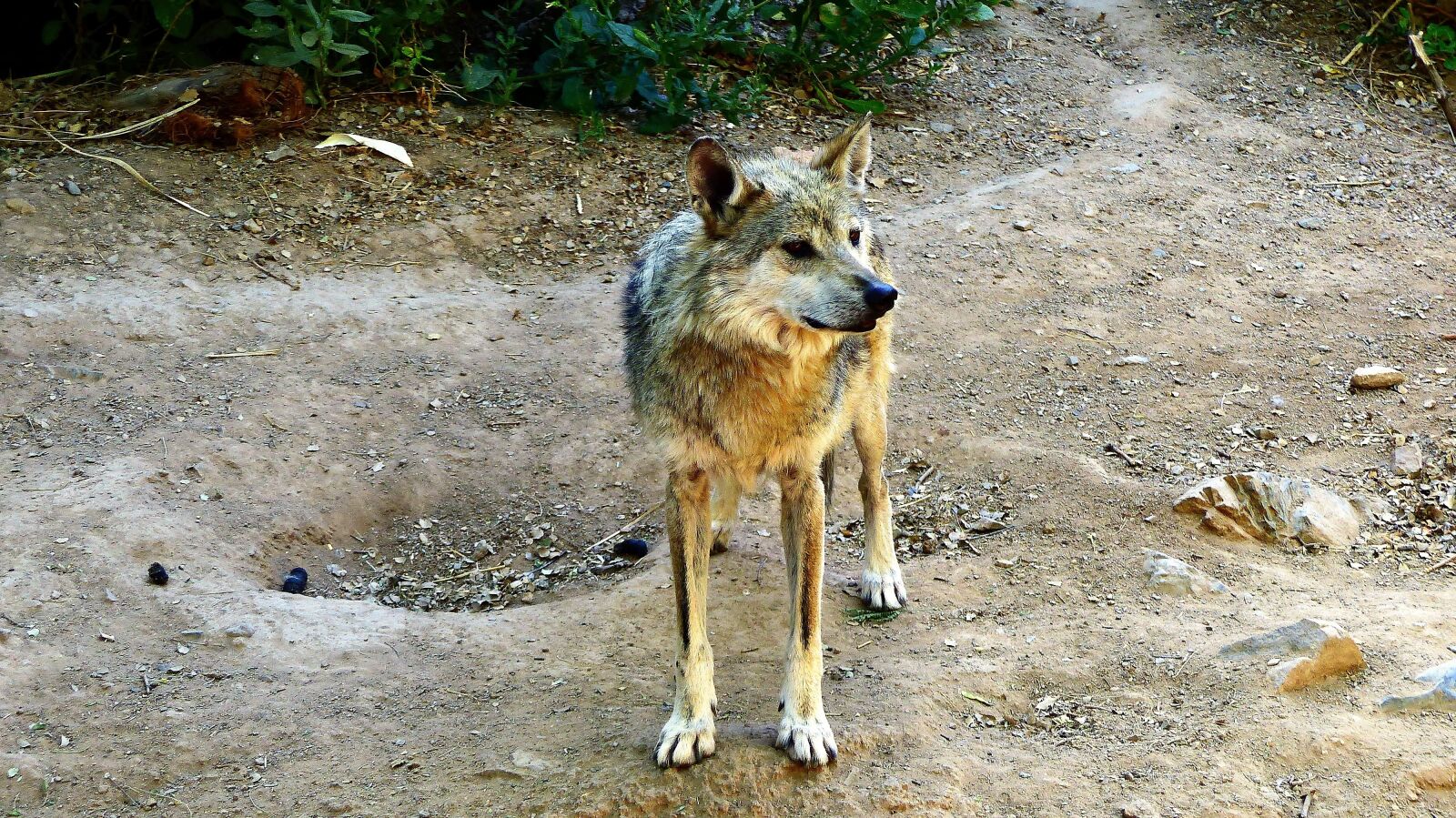 Panasonic Lumix DMC-FZ200 sample photo. Wolf, wild, predator photography