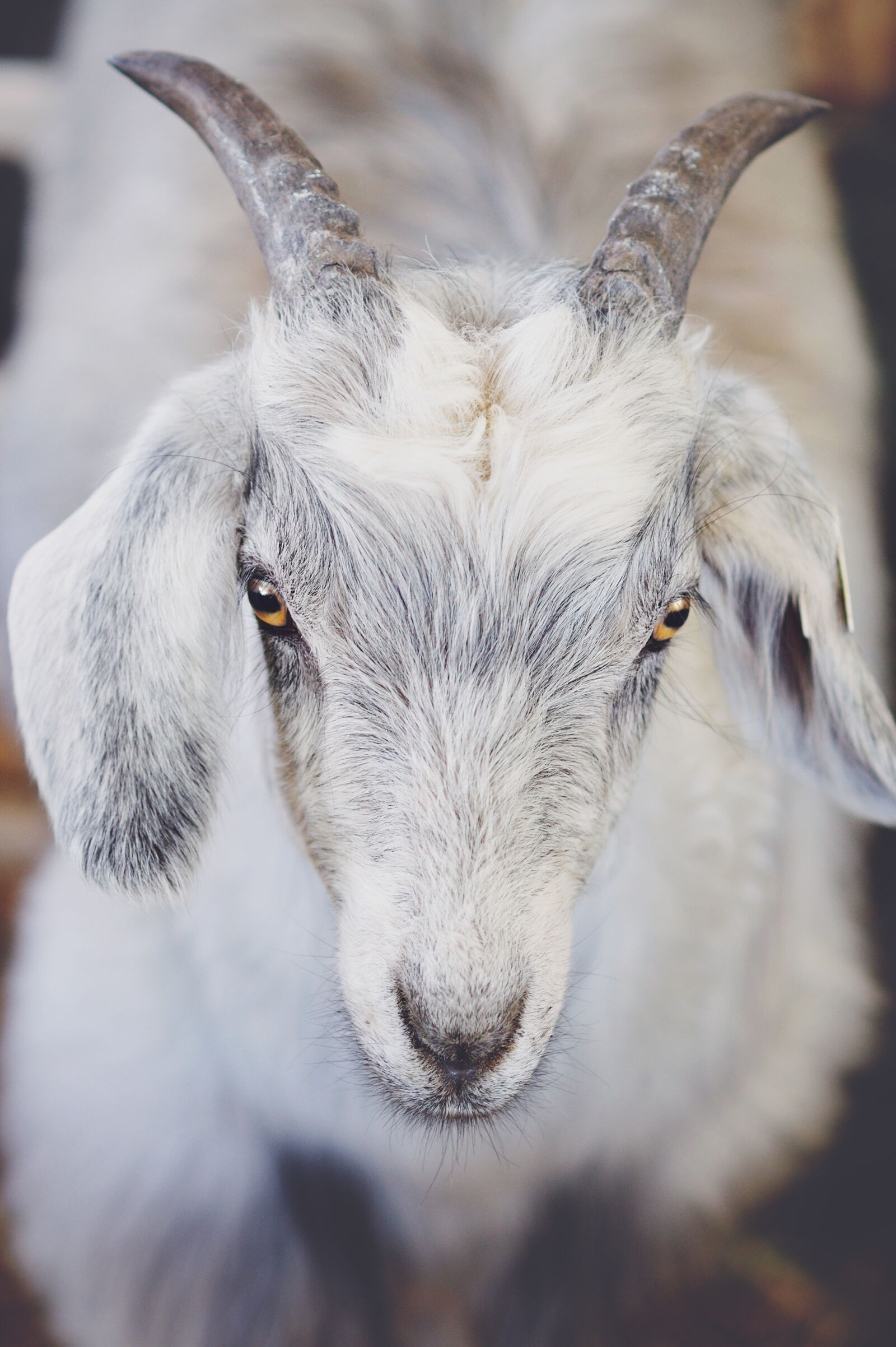 Nikon D90 sample photo. Animal, mammal, goat photography
