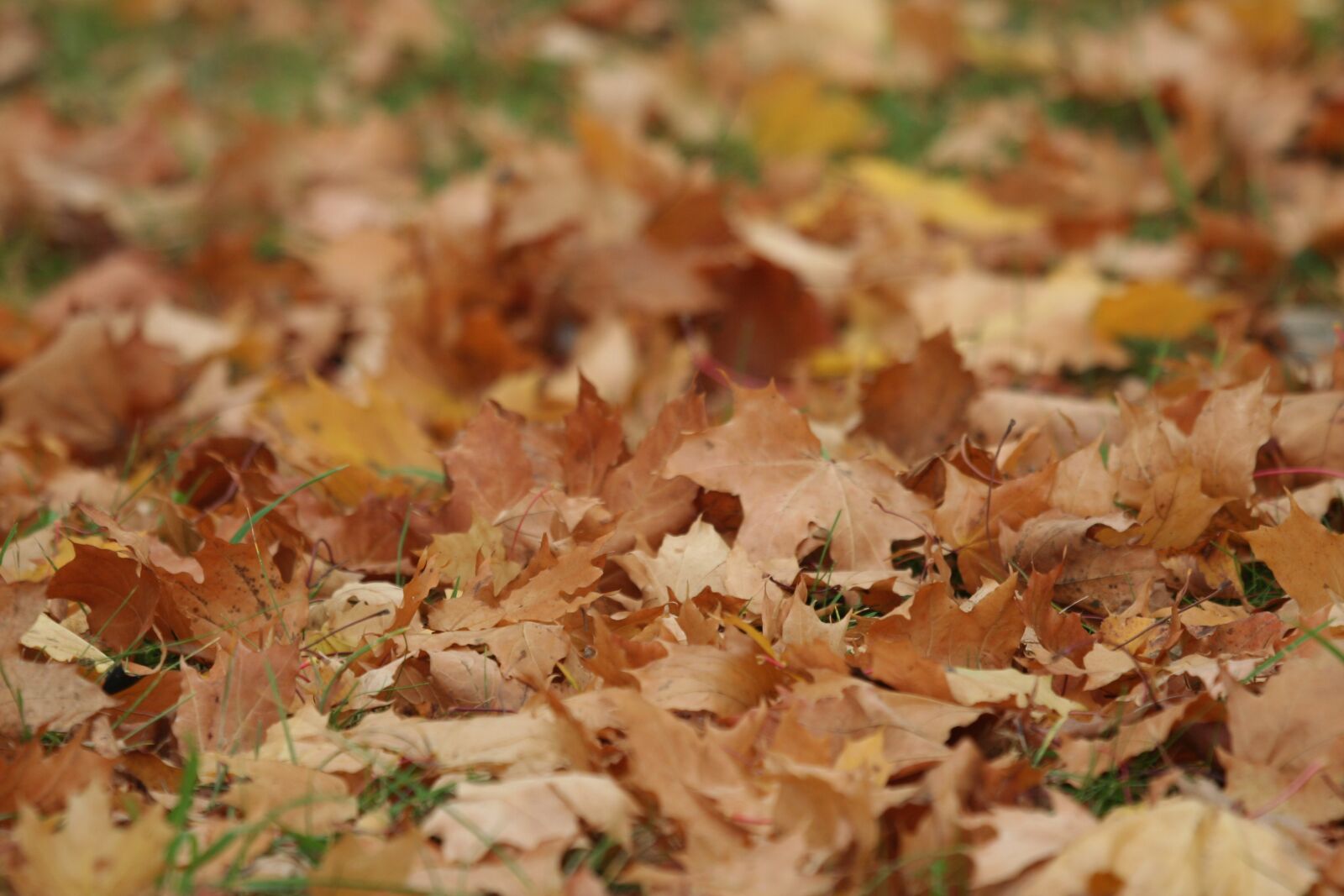 Canon EOS 350D (EOS Digital Rebel XT / EOS Kiss Digital N) sample photo. Foliage, autumn, nature photography
