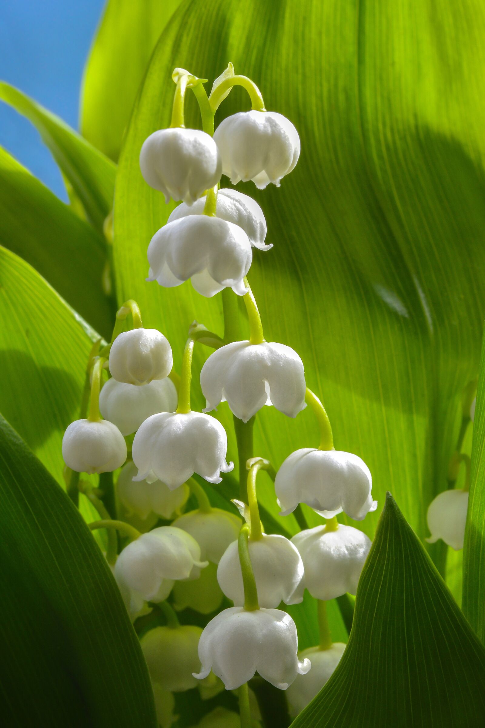 Nikon D3200 sample photo. Lily of the valley photography