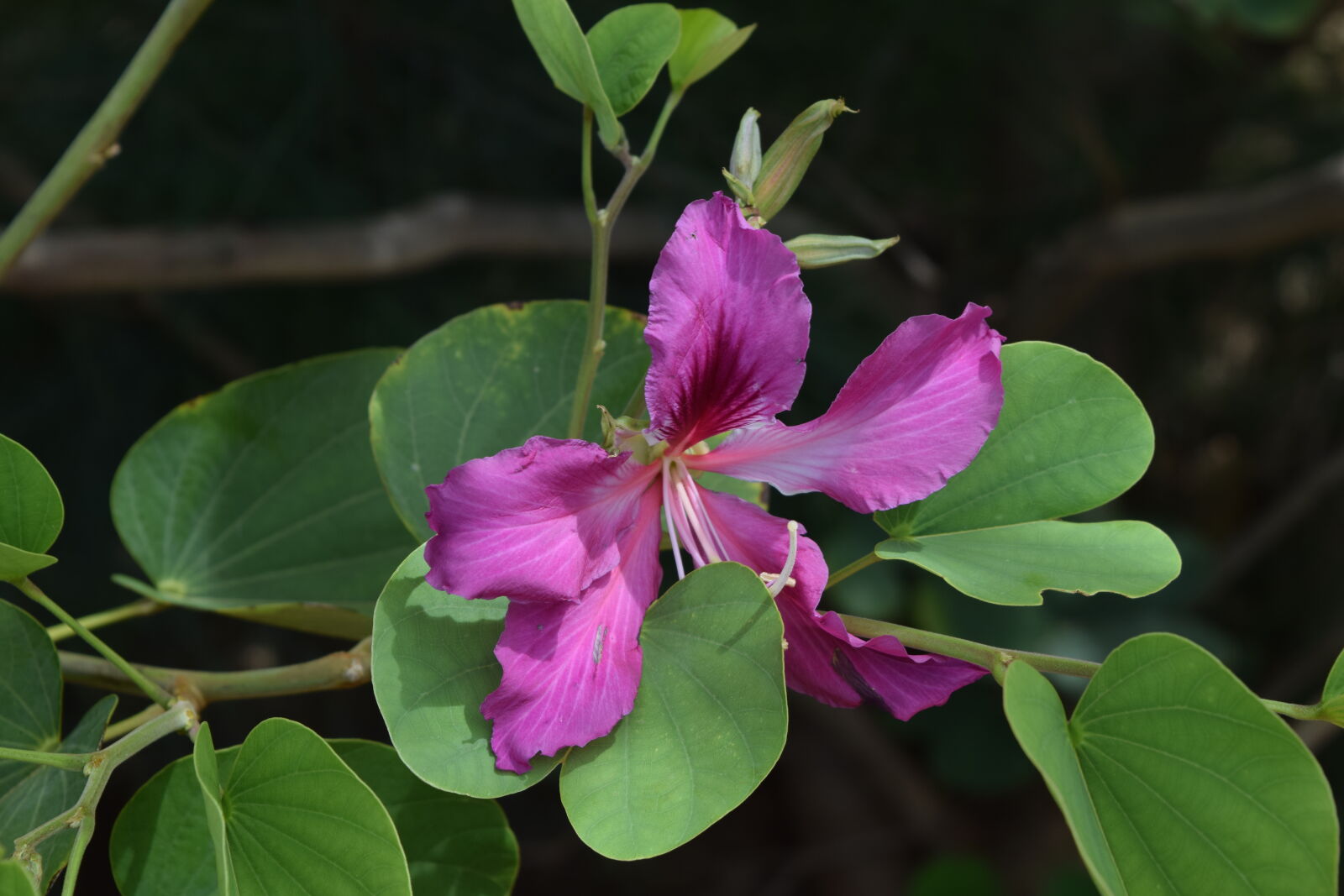Nikon D3300 sample photo. Flower, india, wildflower photography