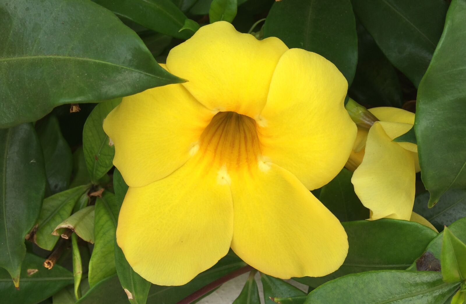 iPhone 5s back camera 4.15mm f/2.2 sample photo. Flower, petal, yellow photography