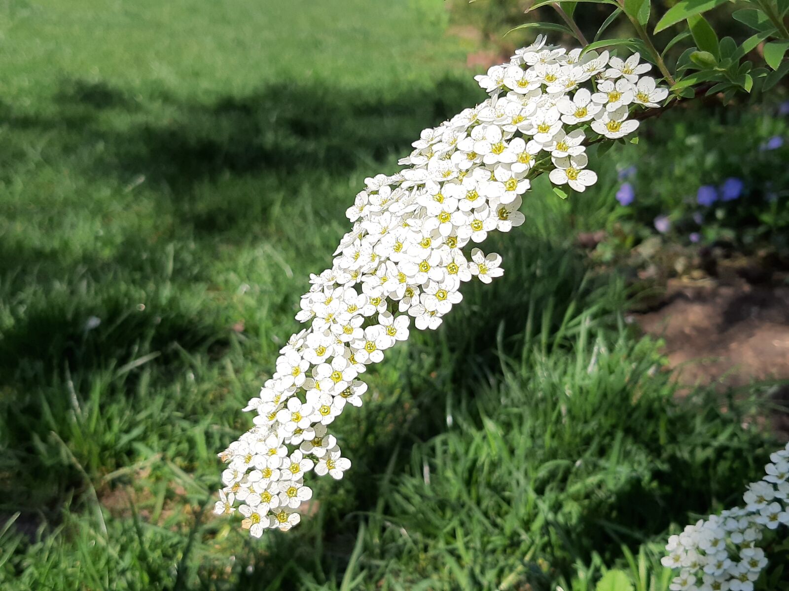 Samsung Galaxy A50 sample photo. Grass, glade, spring photography