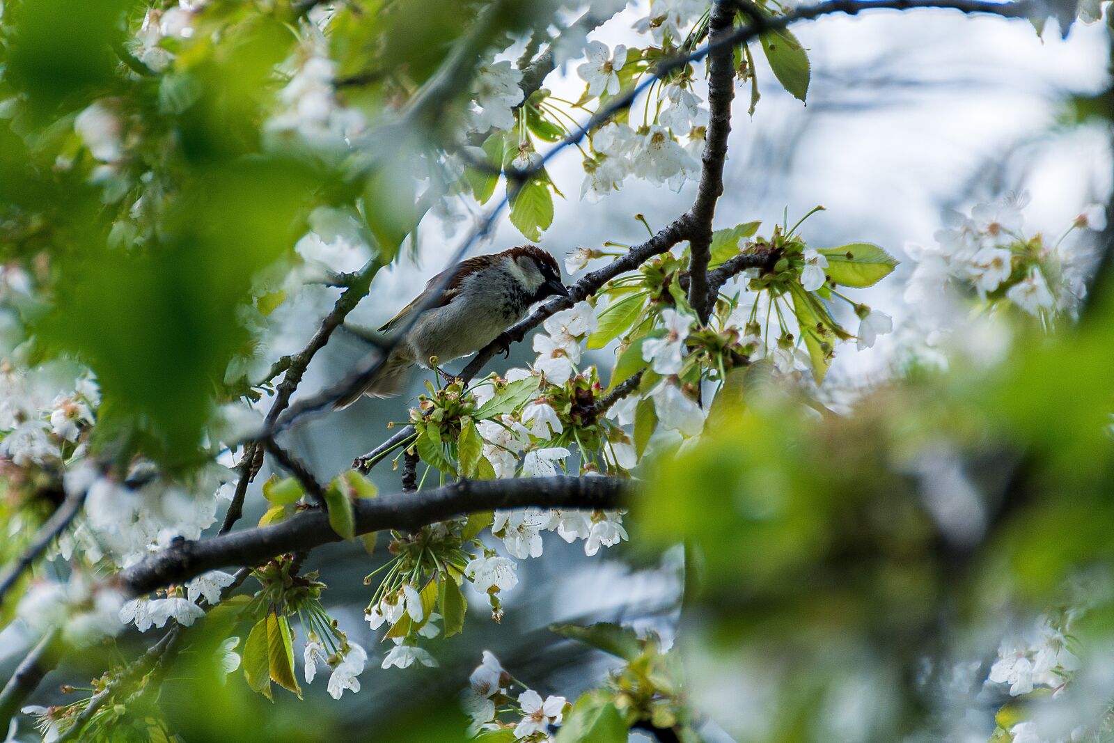 Tamron SP 70-300mm F4-5.6 Di VC USD sample photo. Bird, sparrow, young photography