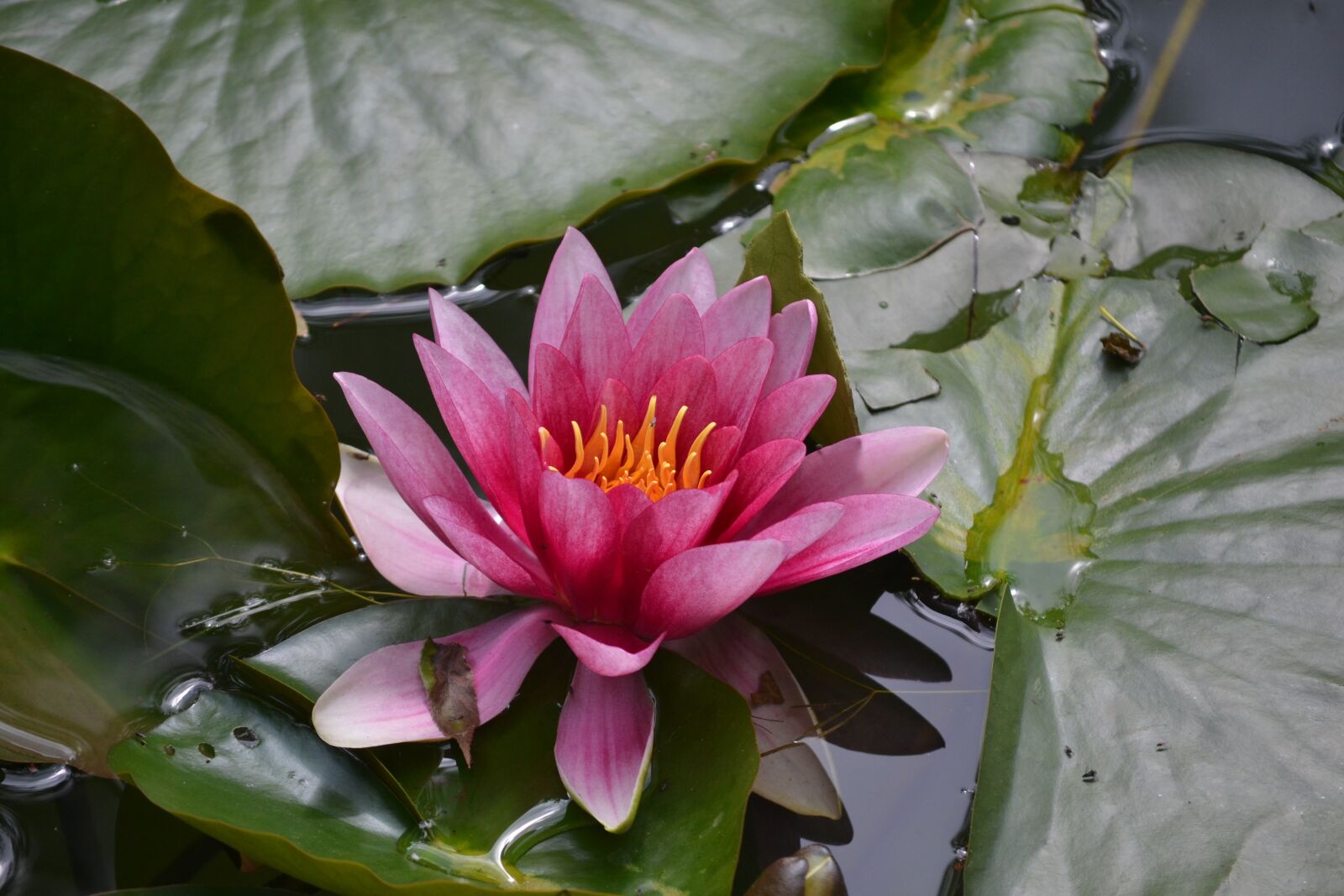 Nikon D3100 sample photo. Waterlily, flower, water photography