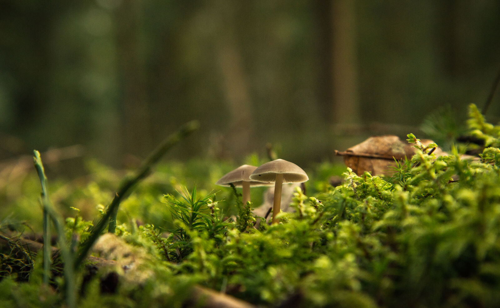 Nikon D610 sample photo. Beautiful, forest, ground, moss photography