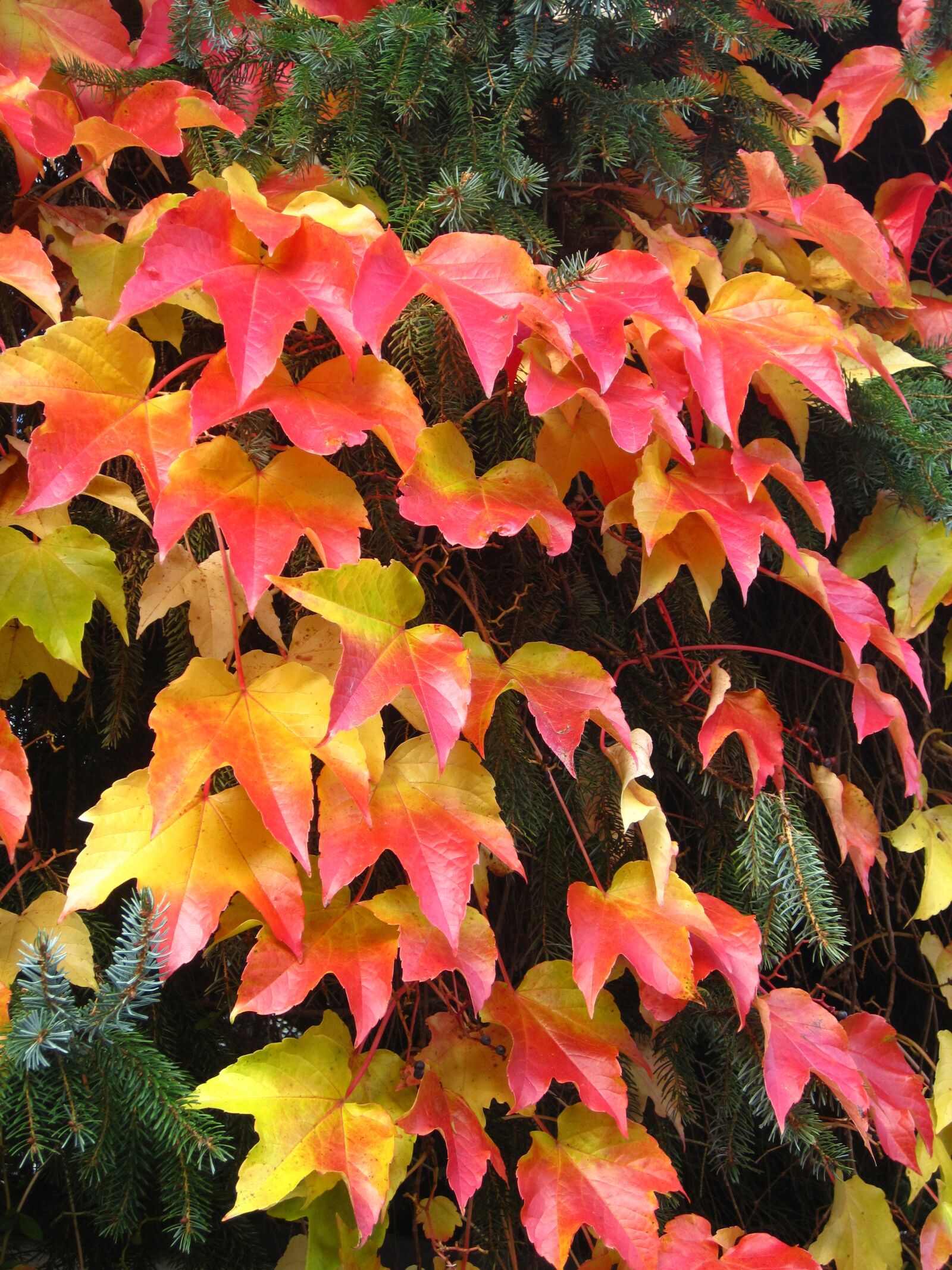 Canon PowerShot SD1200 IS (Digital IXUS 95 IS / IXY Digital 110 IS) sample photo. Garden in autumn, wine photography