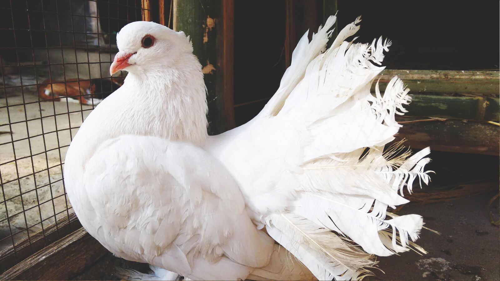 Motorola Moto G (2nd Gen) sample photo. Big, bird, bird, bird photography