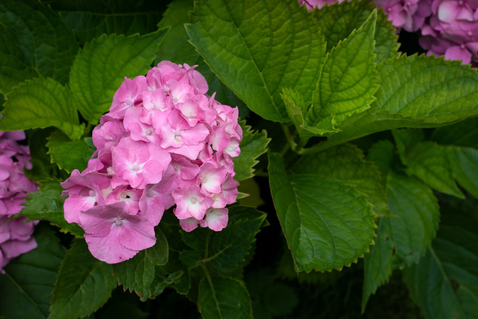 Nikon D7100 sample photo. Flowers, pink, garden photography