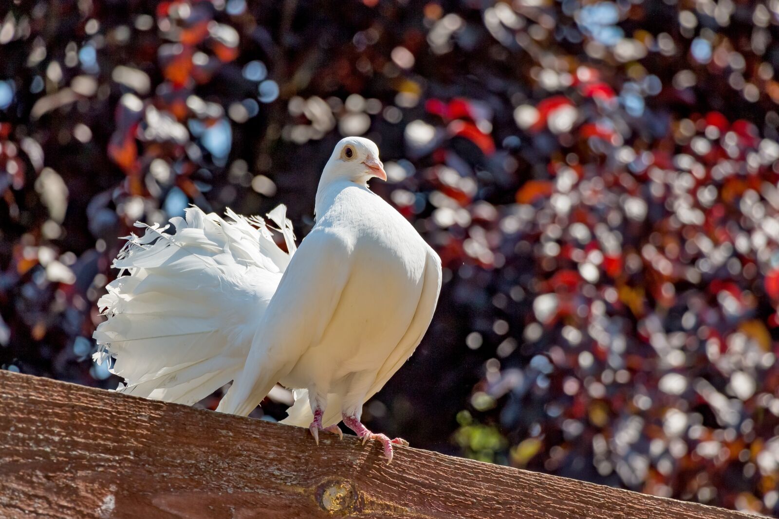 Canon EOS 650D (EOS Rebel T4i / EOS Kiss X6i) sample photo. Pigeon, white, pávagalamb photography