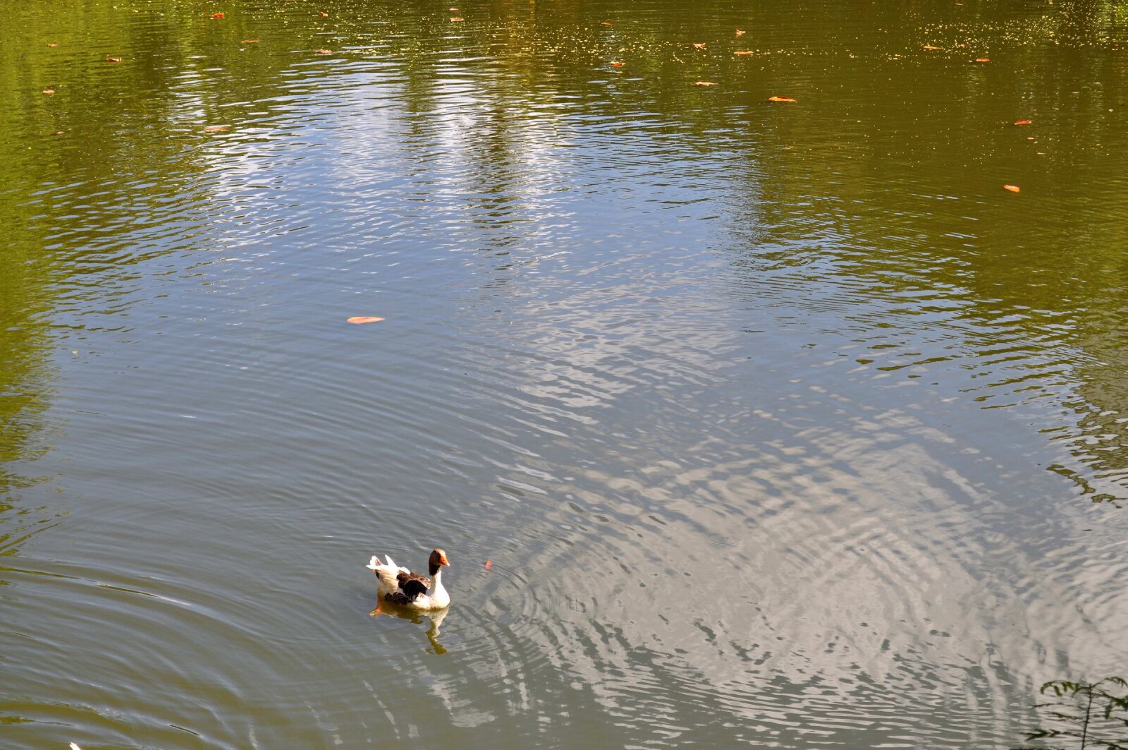Nikon D5000 sample photo. Single, domestic duck, nice photography