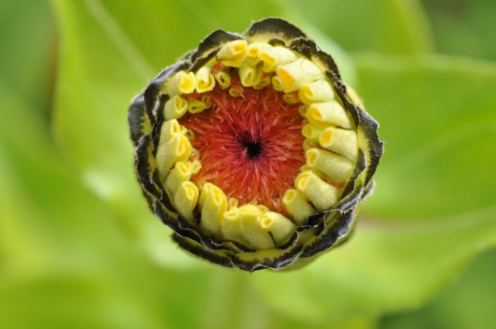 Nikon D5000 sample photo. Bud, blossom, bloom photography