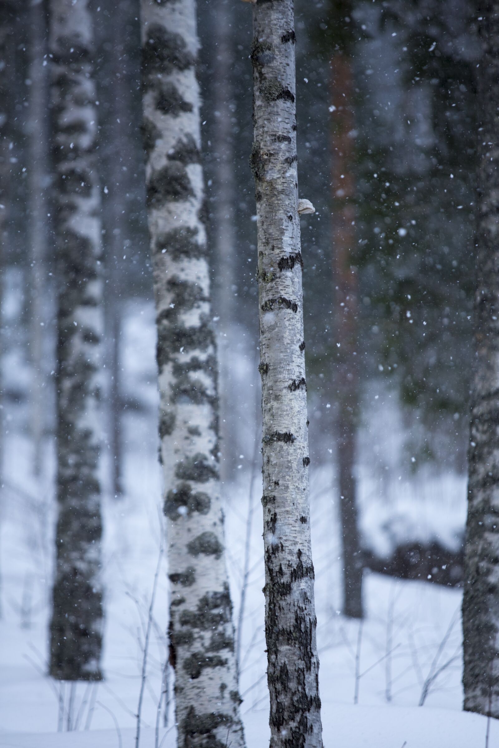 Canon EOS 5D Mark III + Canon EF 70-200mm F2.8L USM sample photo. Tree, winter, frame photography