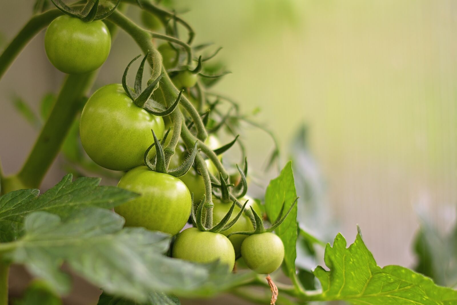Nikon D5200 sample photo. Tomatoes, greenhouse, green photography