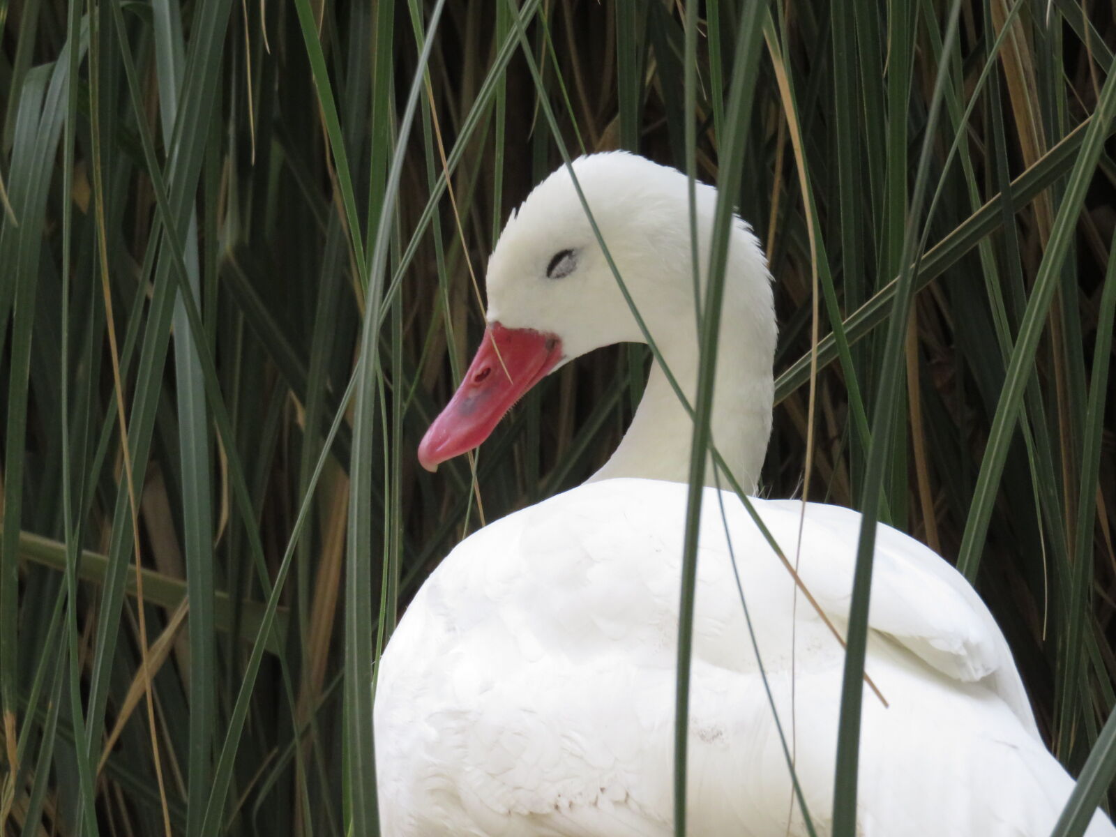 Canon PowerShot SX700 HS sample photo. Coscoroba swan in yalova photography