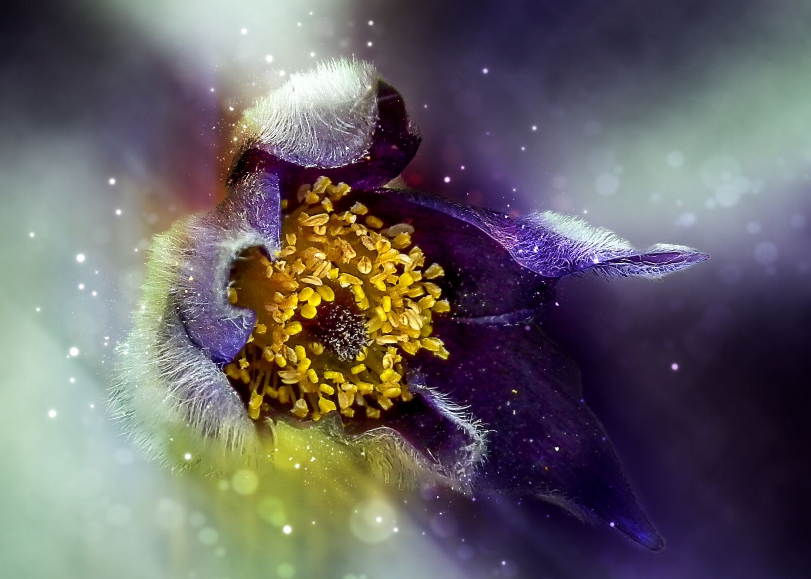 FujiFilm FinePix HS10 (FinePix HS11) sample photo. Nature, flower, anemone photography