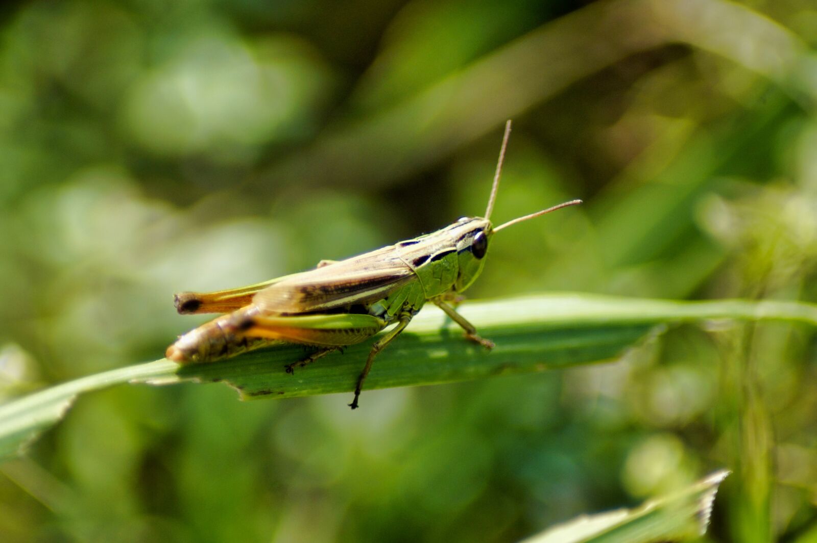 Sony SLT-A58 sample photo. Grasshopper, meadow, close up photography