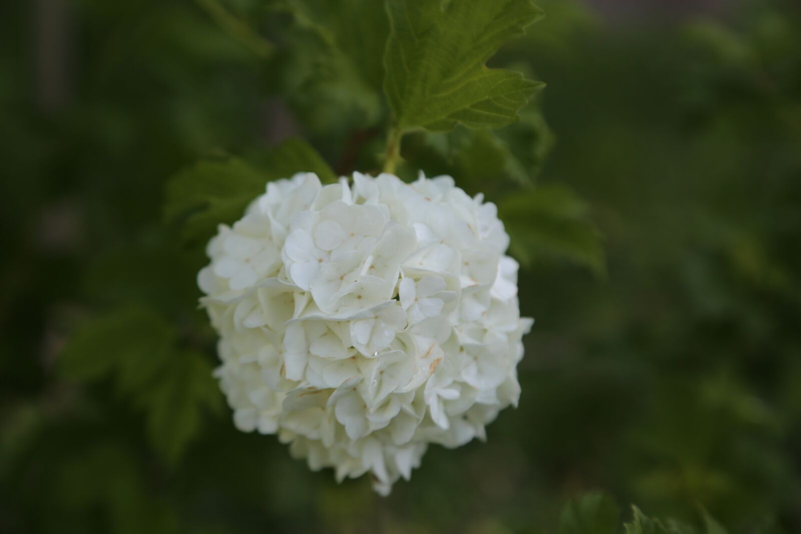 Canon EF 24-105mm F4L IS USM sample photo. White flowers, nature, flower photography