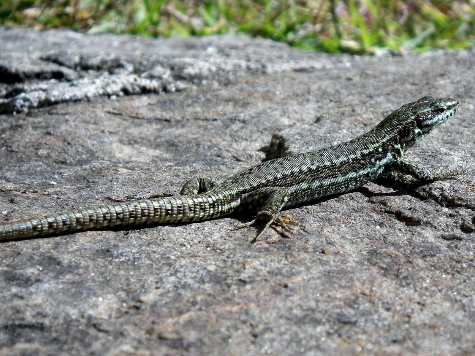Pentax Optio W90 sample photo. Lizard, reptile, close up photography