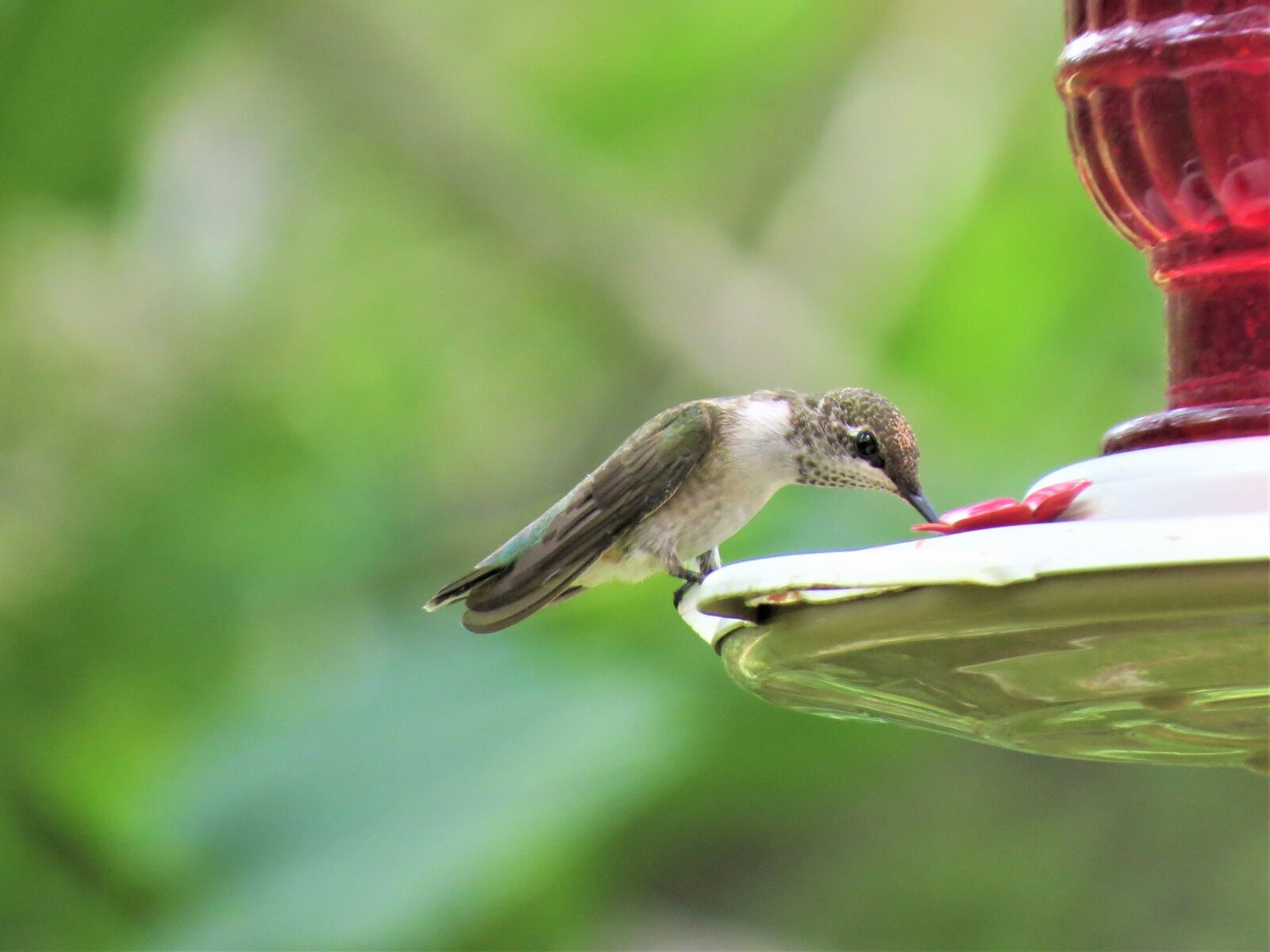 Canon PowerShot SX50 HS sample photo. Bird, hummingbird, wildlife photography