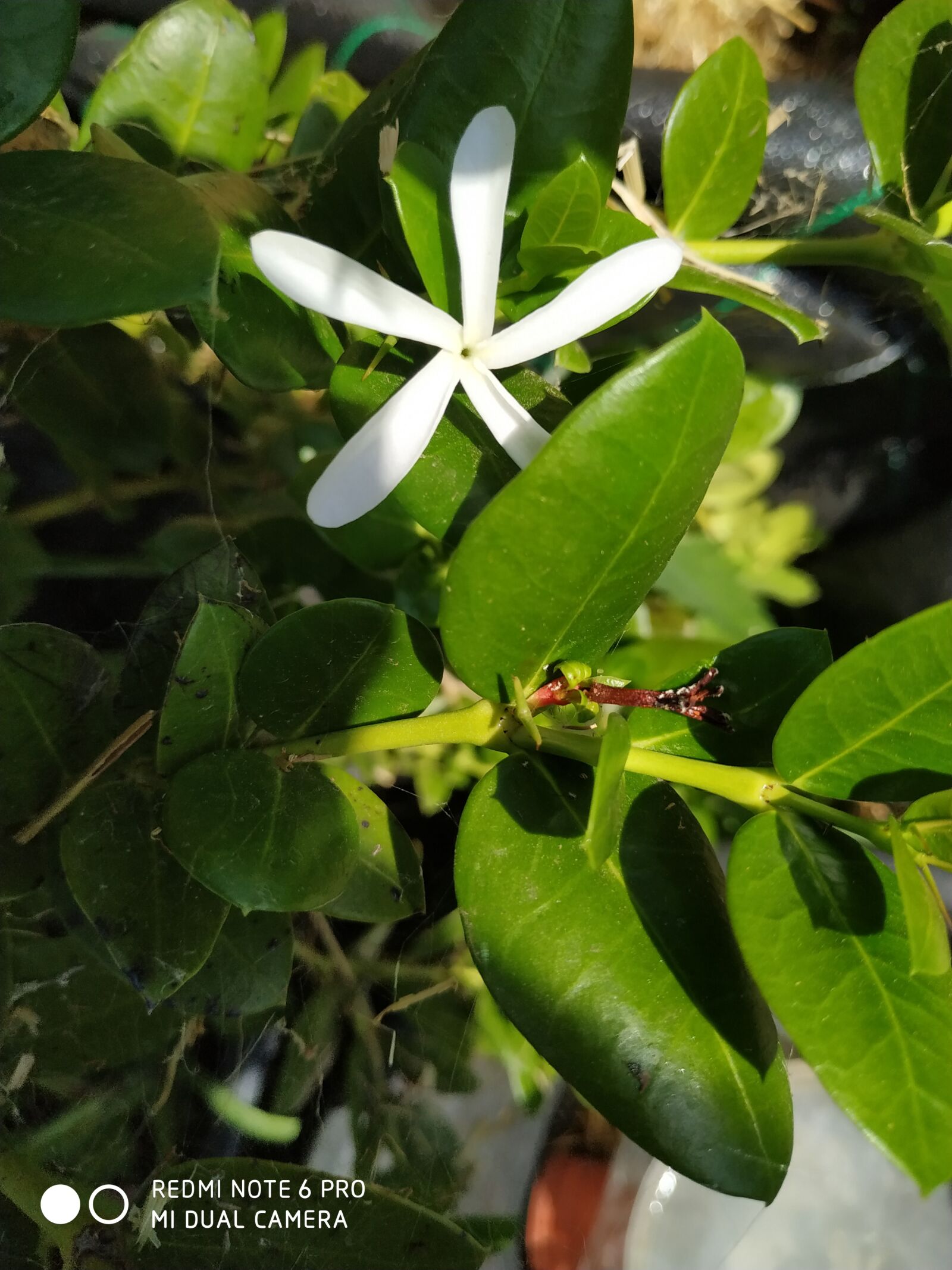 Xiaomi Redmi Note 6 Pro sample photo. Carissa, fruit, fragile photography