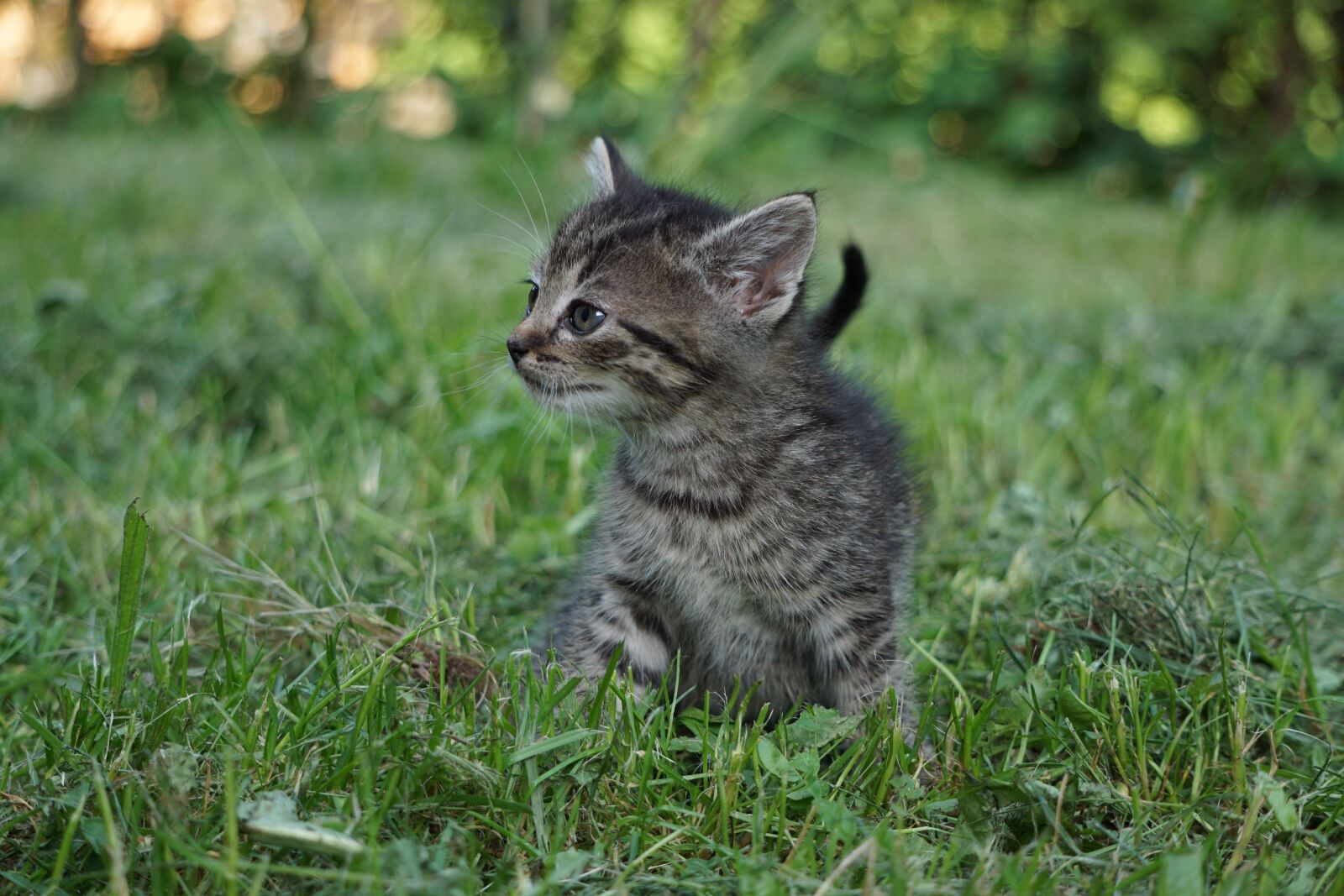 Sony E 55-210mm F4.5-6.3 OSS sample photo. Cat, young, kitten photography