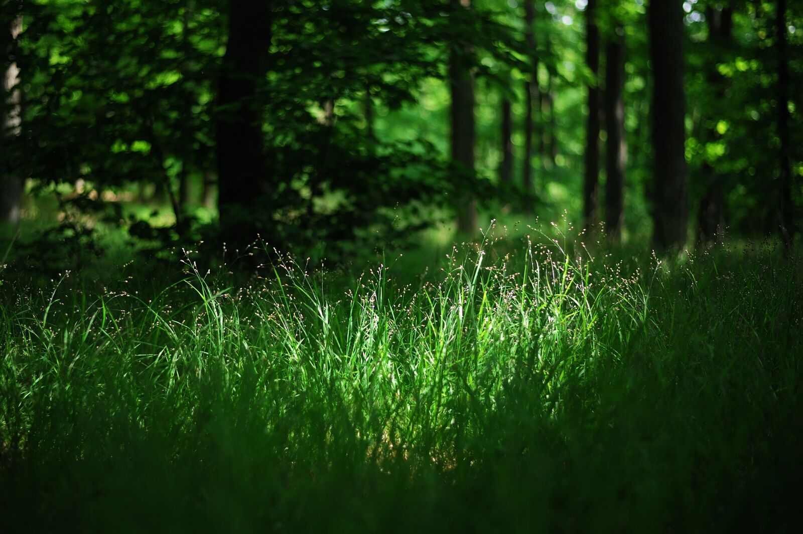 Nikon D700 sample photo. Forest, grass, trees photography
